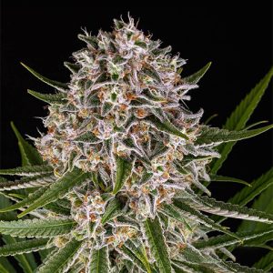 Lemon Haze Auto Fem-0
