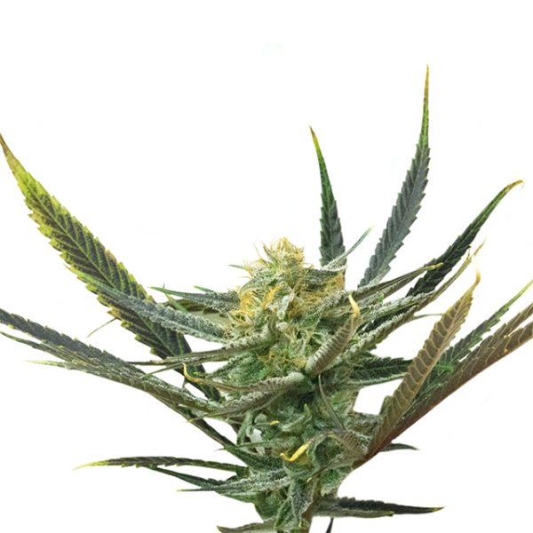 Lemon Haze Diesel Photo Fem-0