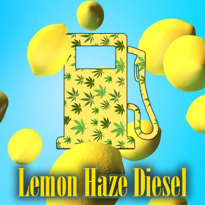 Lemon Haze Diesel Photo Fem-3709