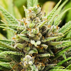 Lemon Haze Fast Photo Fem-0