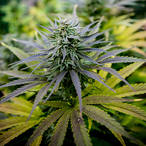 Lemon Kush Auto Fem-0