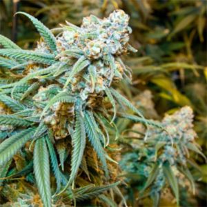 Lemon Kush Photo Fem-3248