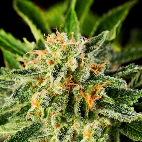 Lemon OG Fast Photo Fem-0