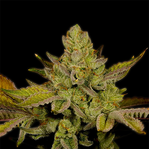 Lemon OG Photo Fem-0