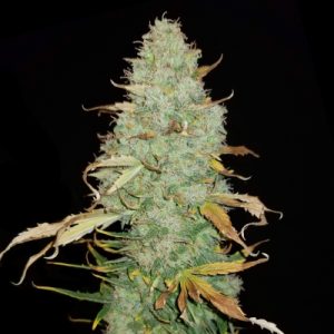 Lemon Skunk Auto Fem-0