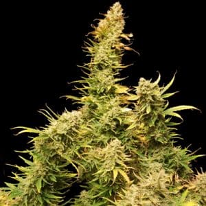 Lemon Skunk Auto Fem