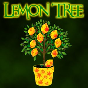 Lemon Tree Photo Fem-4226