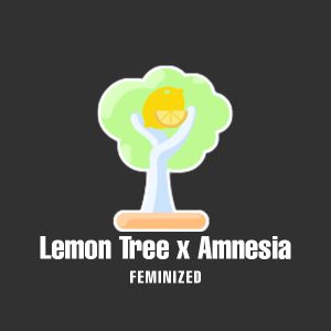 Lemon Tree Amnesia Photo Fem-0