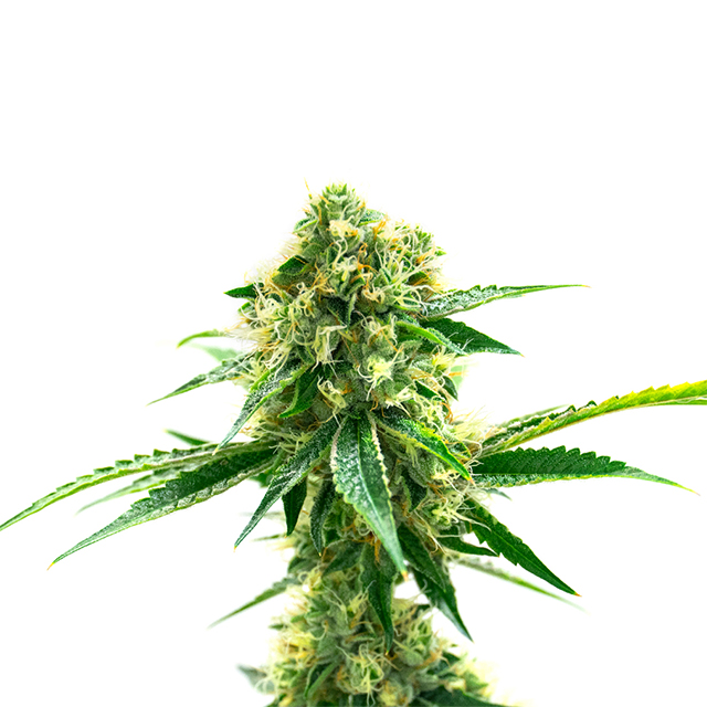 Louis XII OG Photo Fem-0