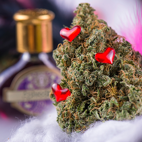 Love Potion Auto Fem-0