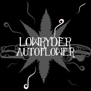 Lowryder Auto Fem-3040