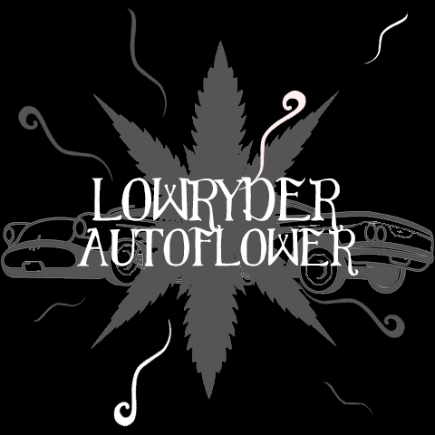 Lowryder Auto Fem-3040