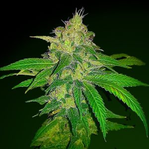 Mk Ultra Photo Fem-0