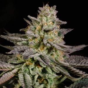 Mandarin Cookies Photo Fem-2274