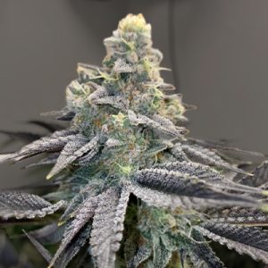 Mandarin Cookies Photo Fem-0