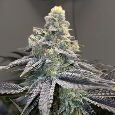 Mandarin Cookies Photo Fem-0