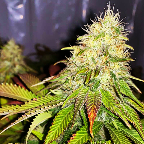 Maple Leaf Photo Fem-0