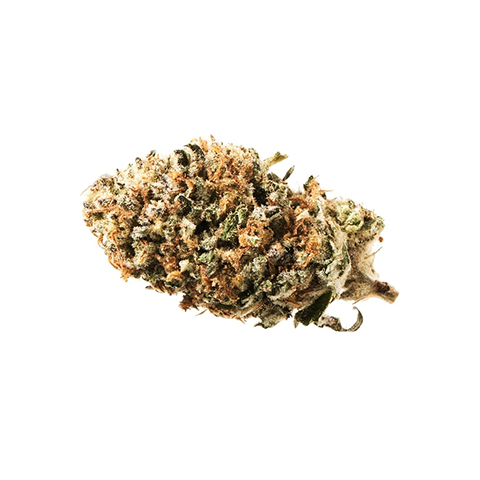 Maracuya Photo Reg-0