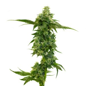 Master Kush Photo Fem-0