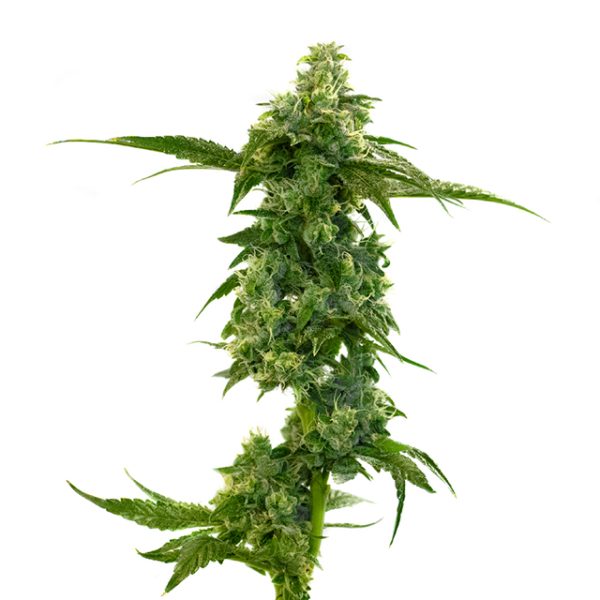 Master Kush Photo Fem-0