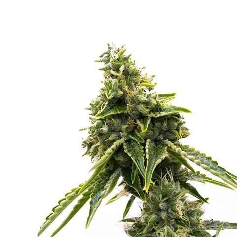 Matanuska Tundra Fast Photo Fem-0