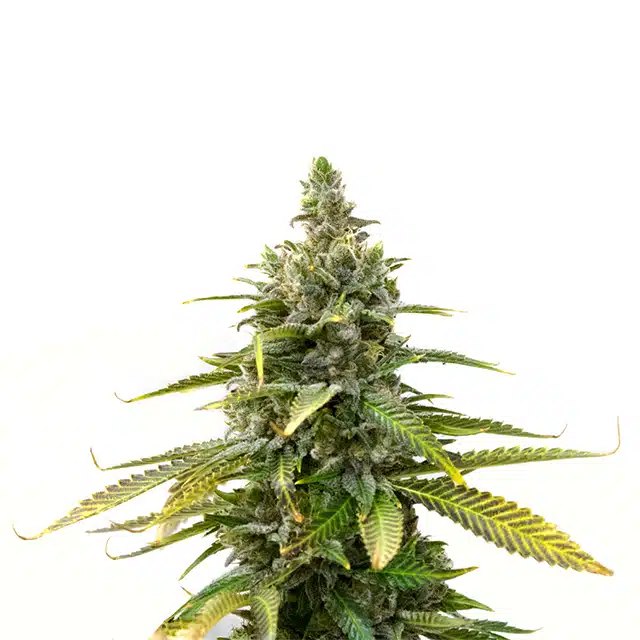 Mazar Feminized Seeds