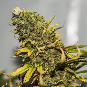 Afghan Kush Photo Fem-3228