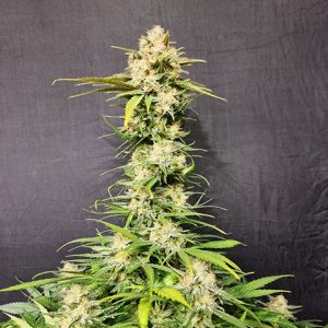 Melon Gum Photo Fem-1902