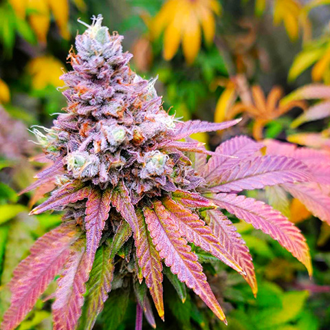 Melon Zkittlez Fast Photo Fem-0