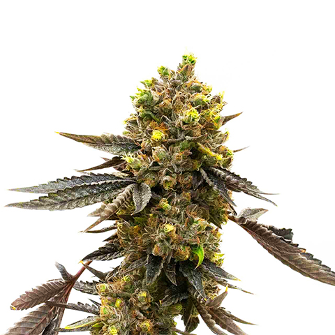 Mendocino Purple Kush Fast Photo Fem-0