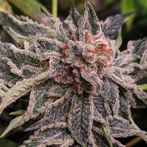 Mendozino Kush Photo Fem-0