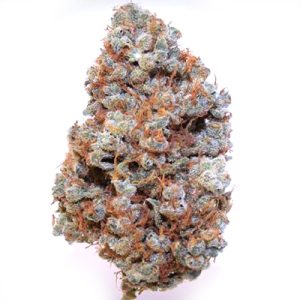 Mimosa Cake Auto Fem-1589