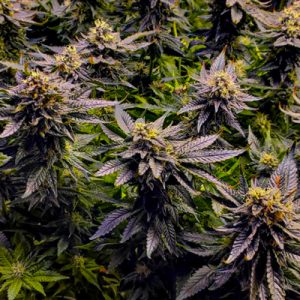 Mimosa Cake Auto Fem-1590