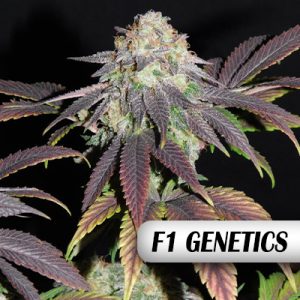 Mimosa F1 Photo Fem-0