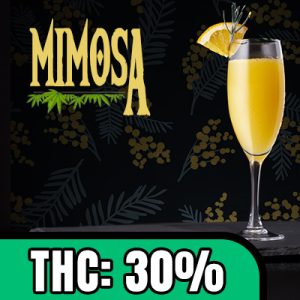 Mimosa Photo Fem-1880