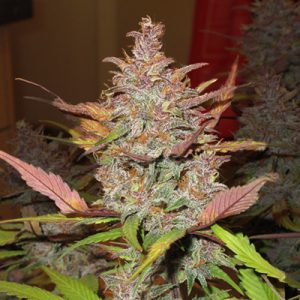 Mimosa Wedding Cake Auto Fem-0