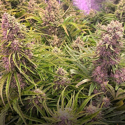Mimosa Wedding Cake Auto Fem-1606