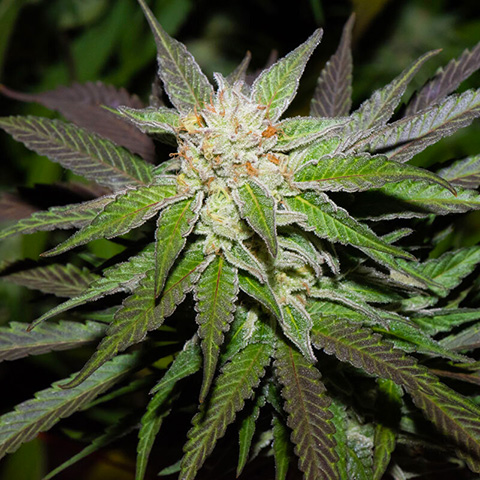 Miracle Alien Cookies Photo Fem-0