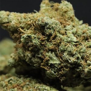 Moby Dick Photo Fem-2786