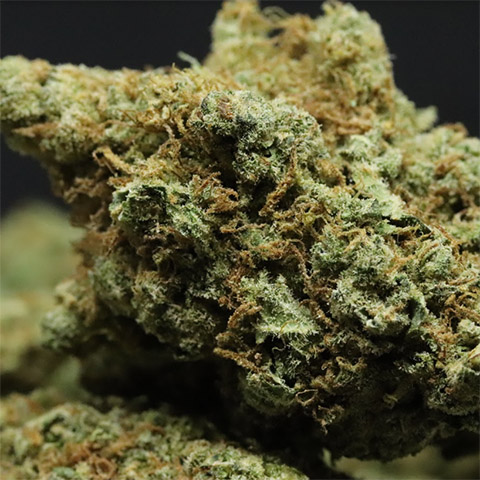 Moby Dick Photo Fem-2786