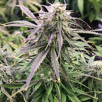Moby Plant Photo Fem-0