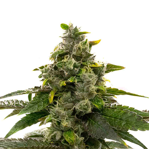 Mochalope Photo Reg-0