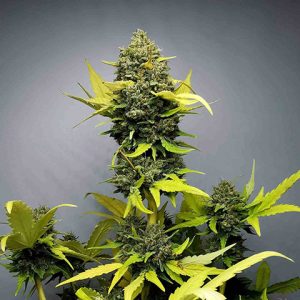 Mochi Gelato Photo Fem-0