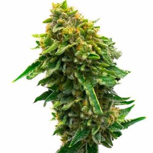 Monkey OG Photo Fem-0