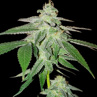 Moonshine Cookies Auto Fem-0