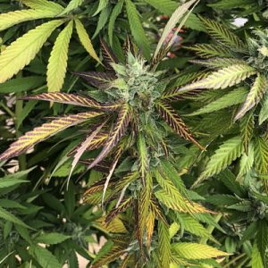 Moonshine Cookies Auto Fem-1599