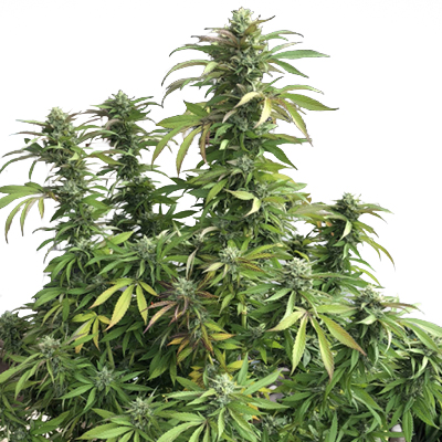 Moonshine Cookies Auto Fem-1598