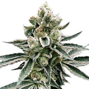 Moonshine Cookies Photo Fem-0