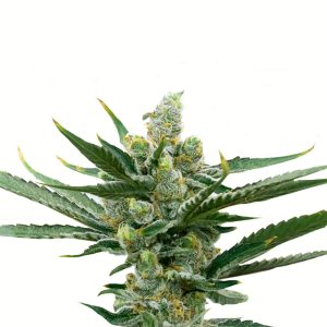 NY Diesel Auto Fem-0