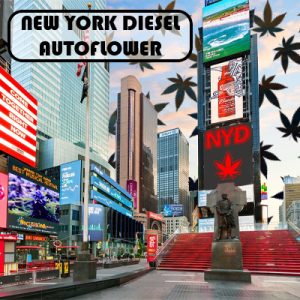 NY Diesel Auto Fem-3190